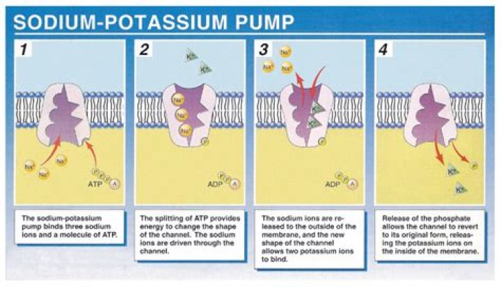 What does the Na / K pump do