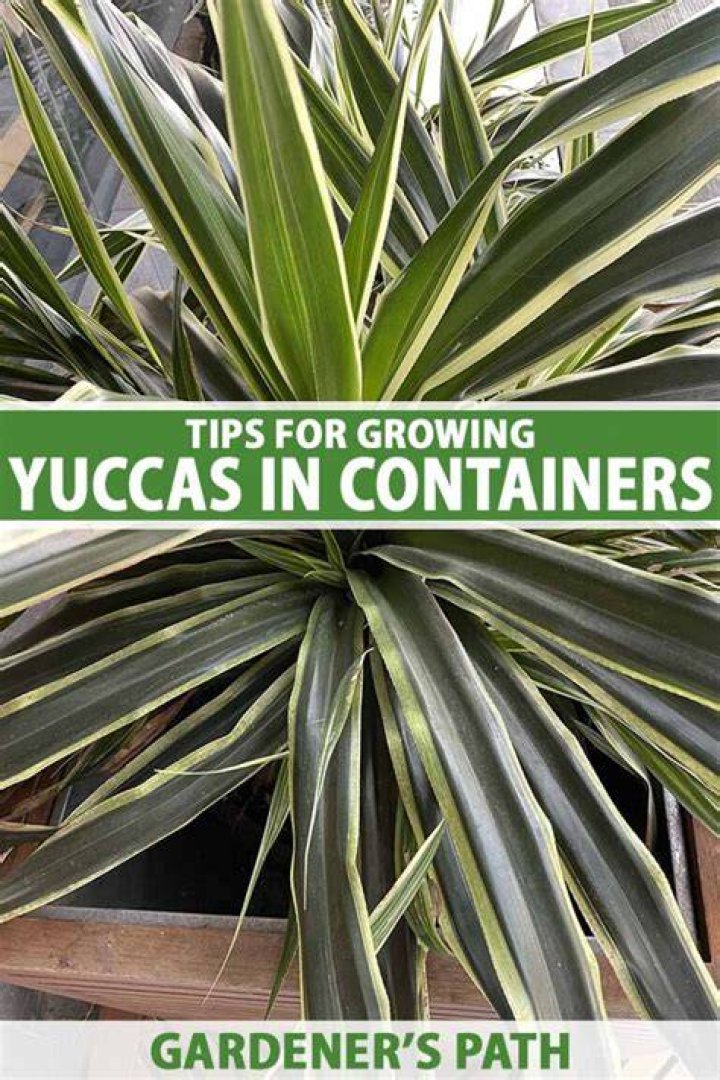 What does yucca do for cats
