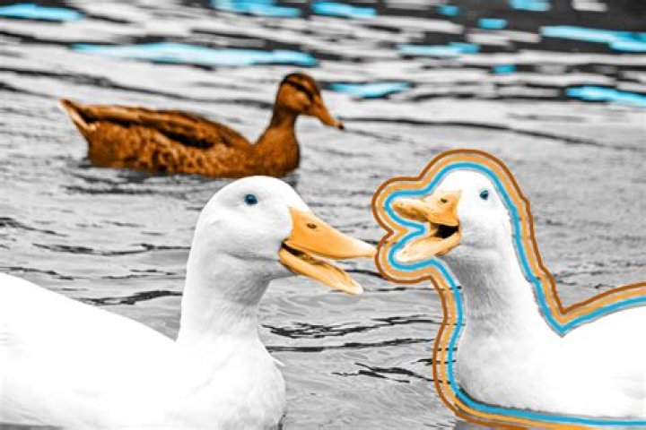 What ducks have a blue beak