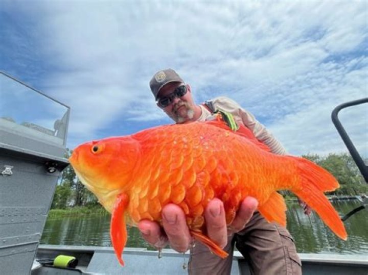 What eats goldfish in a pond