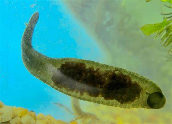What eats leeches in a pond