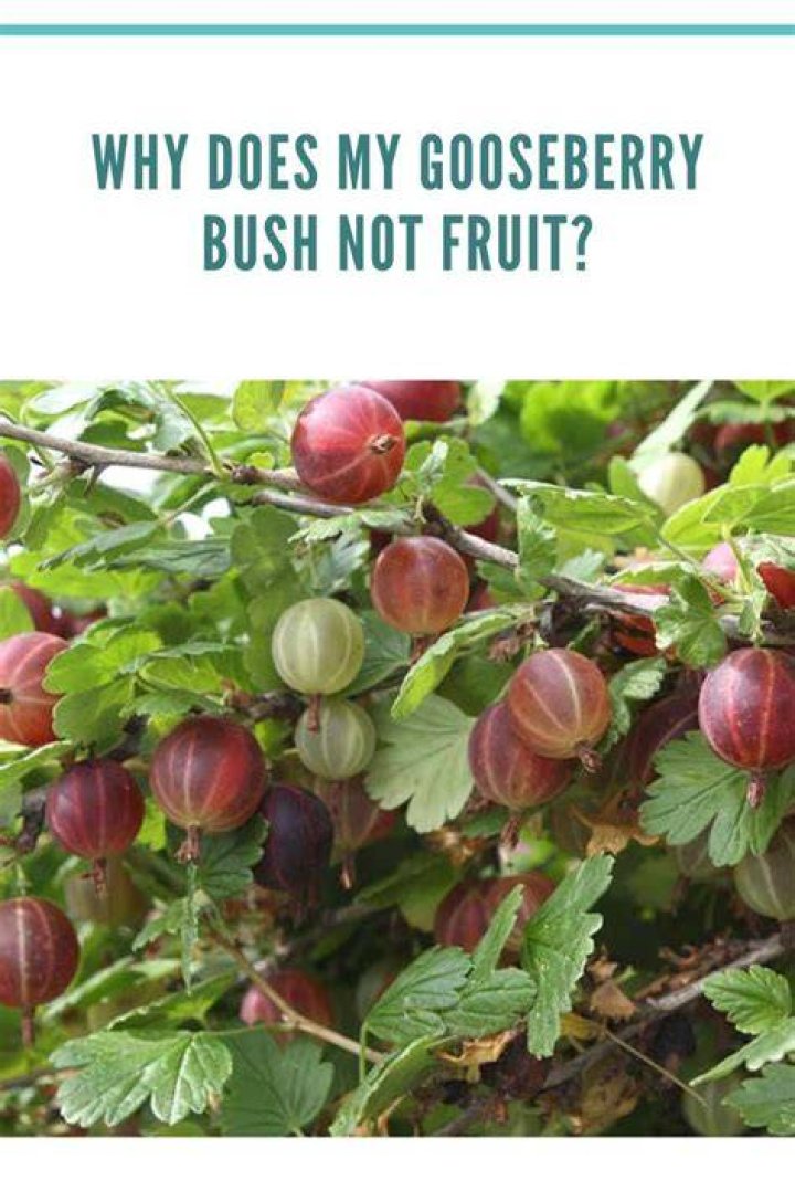 What eats my gooseberry bush