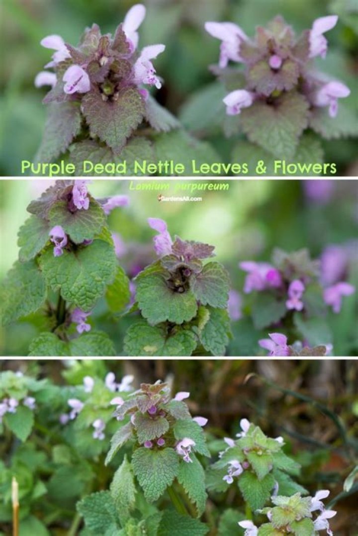What eats purple dead nettle