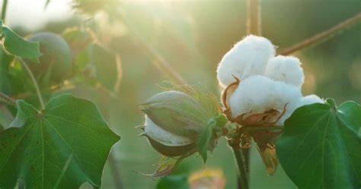 What elements are in cotton