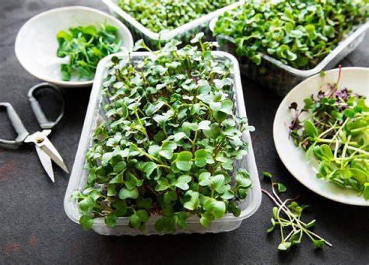 What exactly are microgreens