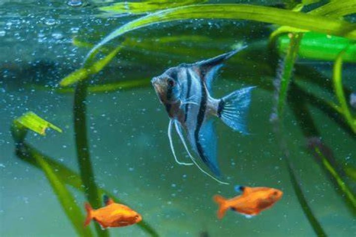 What fish can live with gars