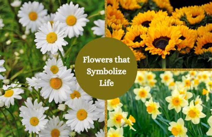 What flower means simplicity