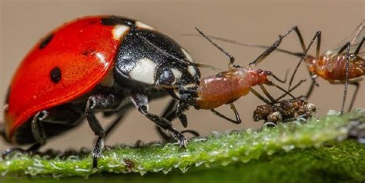 What flowers do ladybugs eat