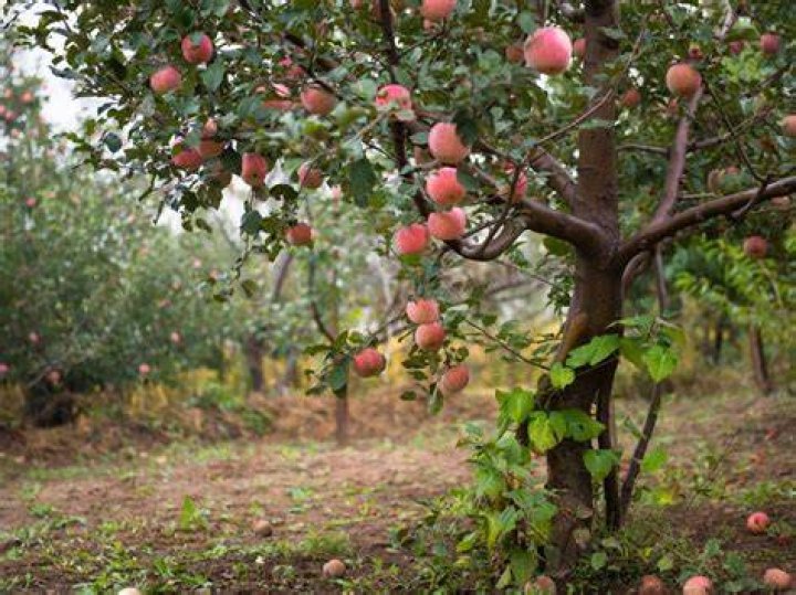 What fruit will grow in Ohio