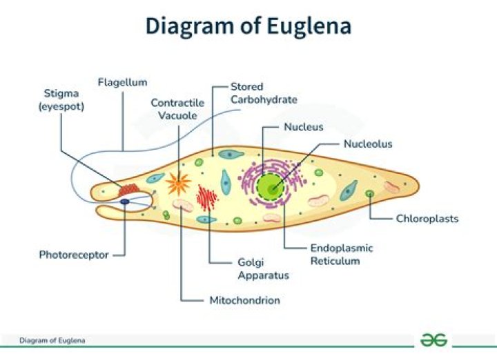 What gives shape to Euglena