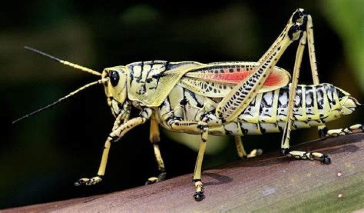 What grasshoppers have wings