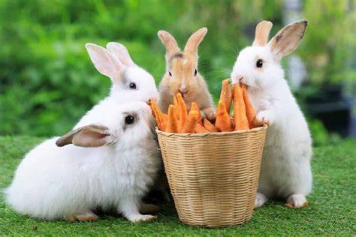 What greenery do rabbits eat