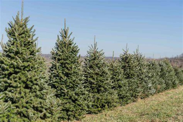 What grows around fir trees