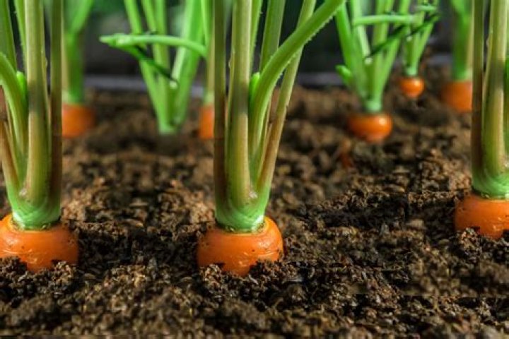 What grows well with carrots