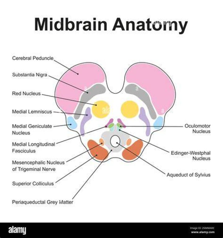 What happens in the midbrain