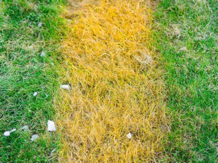 What happens when grass dies