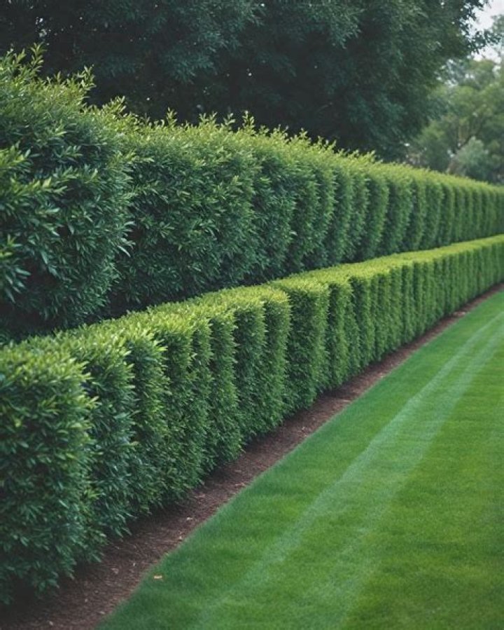 What hedges do well in shade