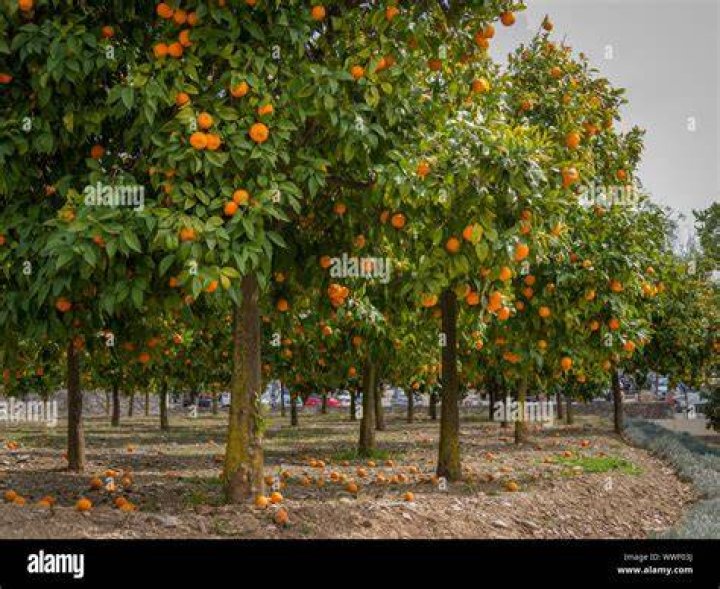 What helps orange trees grow