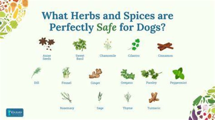What herbs are dogs allowed