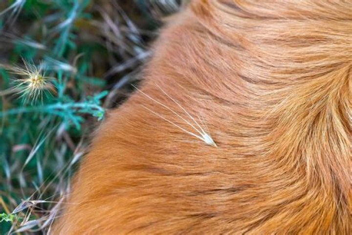 What if a dog eats a foxtail