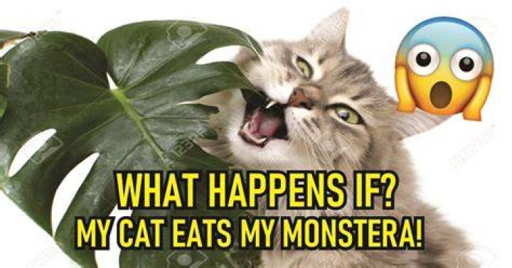 What if my cat eats Monstera