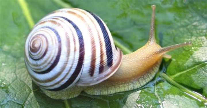 What if my dog eats a snail