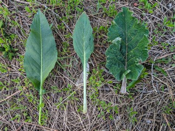 What insect eats dock leaves