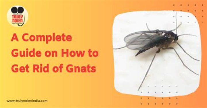 What insecticide kills gnats