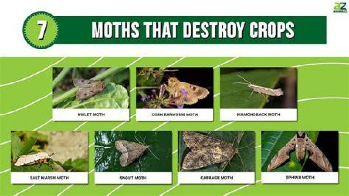 What insects destroy flowers
