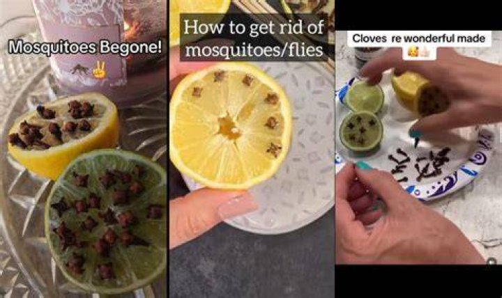 What insects do cloves repel