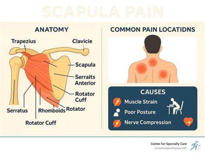 What inserts on the scapula