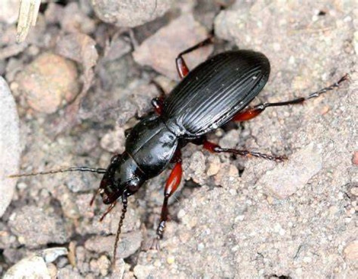 What is a black clock beetle