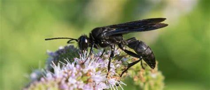 What is a black colored wasp