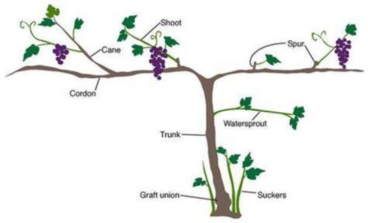 What is a cane on grape vine