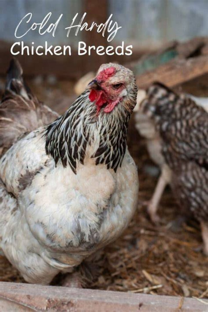 What is a cold hardy chicken