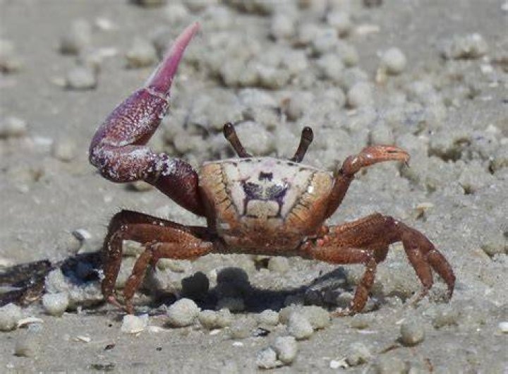 What is a crabs claw called