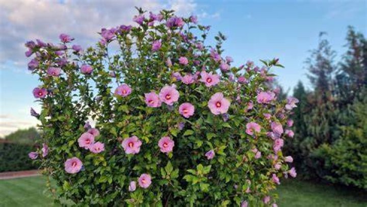 What is a double bloom Rose