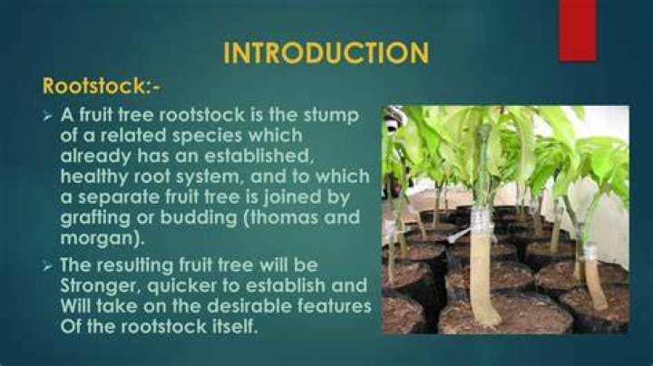 What is a dwarfing rootstock