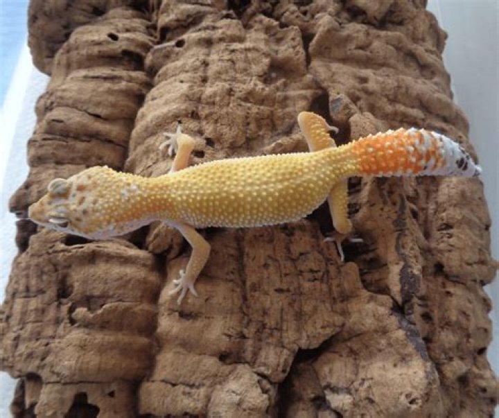 What is a hypo leopard gecko