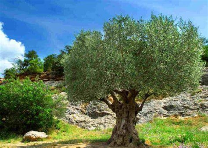 What is a Mexican olive tree