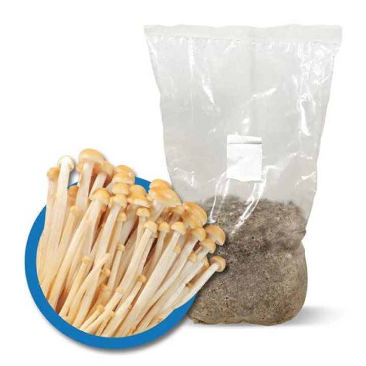 What is a mushroom spawn bag