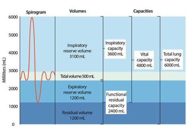 What is a normal lung volume