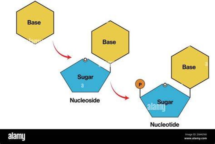 What is a nucleotide subunit