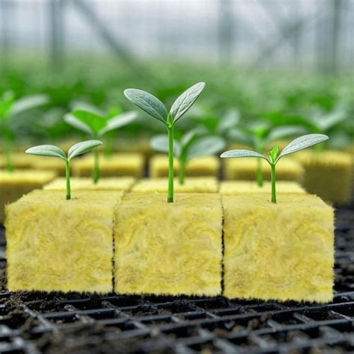 What is a plant starter plug