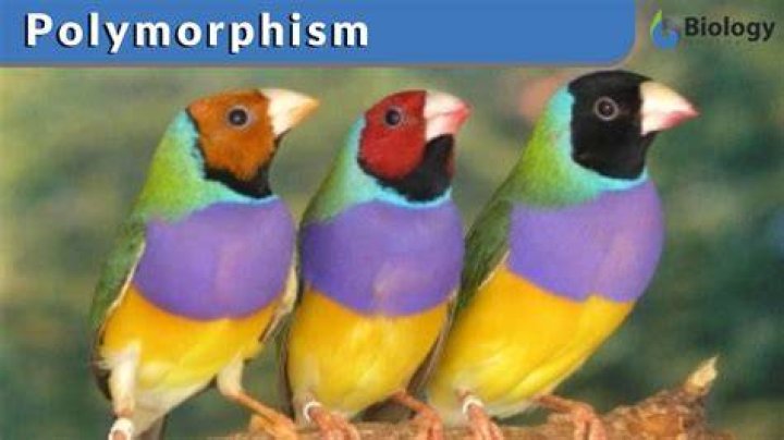 What is a polymorphic trait