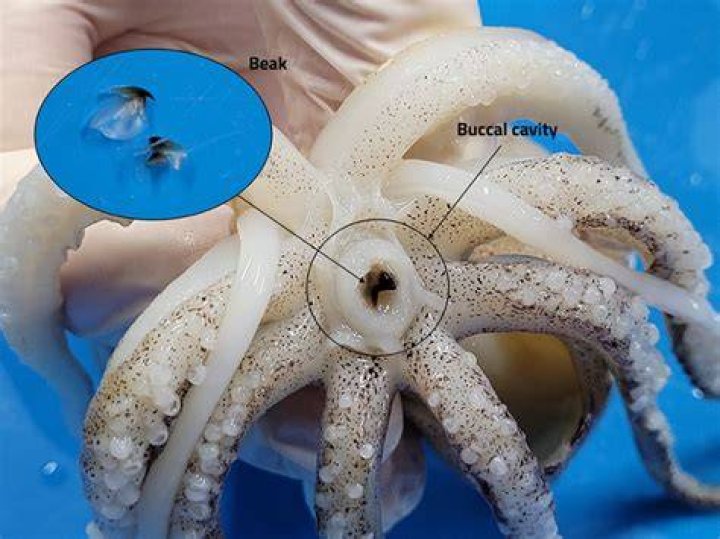 What is a squid beak called