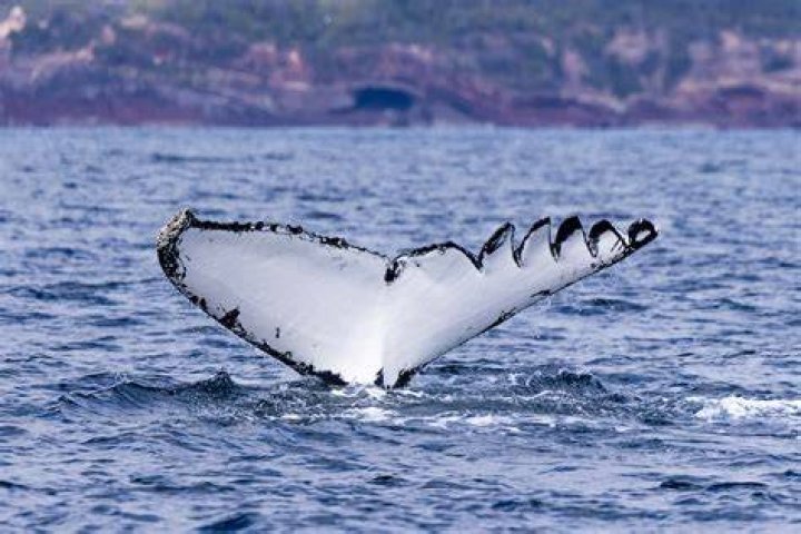 What is a whales tail called