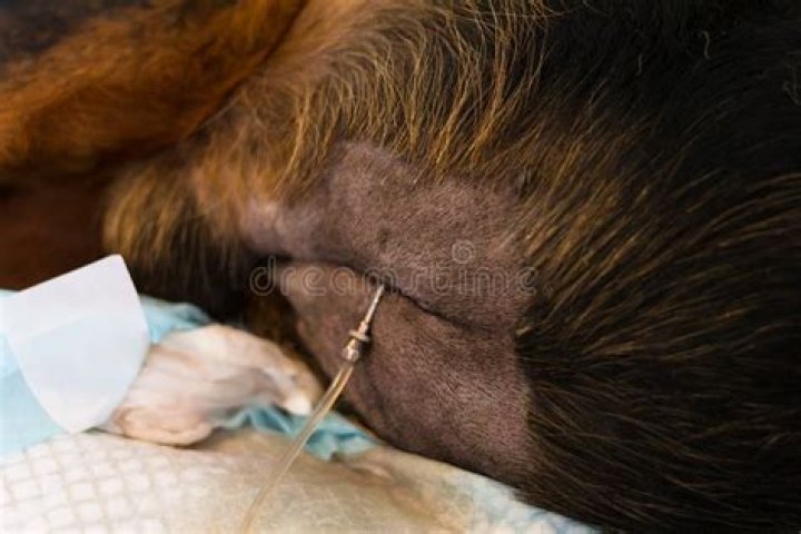 What is Abdominocentesis dog