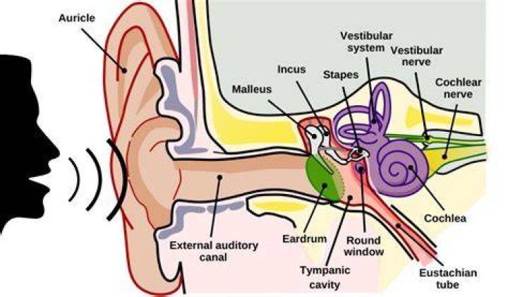 What is an auditory stimulus