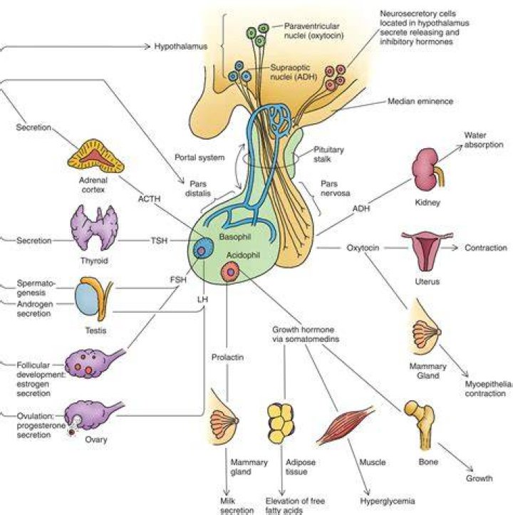 What is another name for the neuroendocrine system